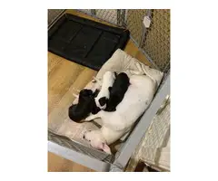 4 pit puppies for sale - 4