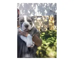 American Bully Puppies - 2