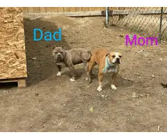American Bully Puppies - 5