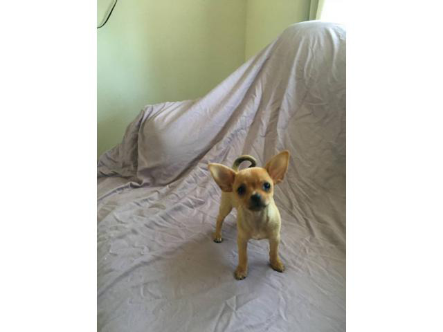Short haired purebred chihuahuas Medford Puppies for
