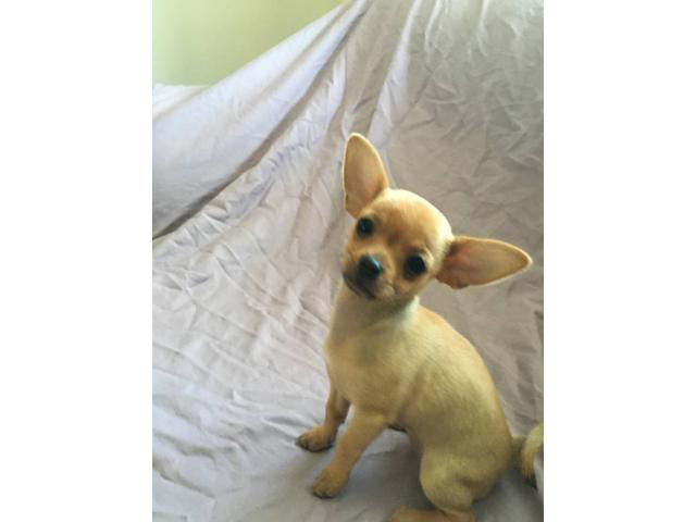 Short haired purebred chihuahuas Medford Puppies for