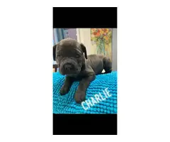 3 girls and 2 boys Cane Corso puppies available