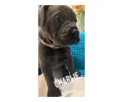 3 girls and 2 boys Cane Corso puppies available - 6