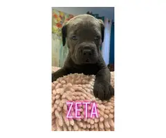3 girls and 2 boys Cane Corso puppies available - 7