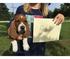 All females, pure bred Basset Hound Puppies for adoption