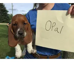 All females, pure bred Basset Hound Puppies for adoption - 2