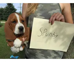 All females, pure bred Basset Hound Puppies for adoption - 3