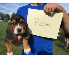 All females, pure bred Basset Hound Puppies for adoption - 4