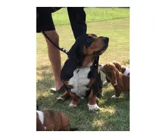 All females, pure bred Basset Hound Puppies for adoption - 5