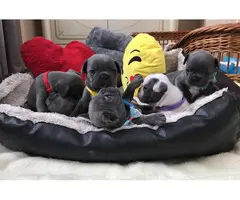 Lovely French Bulldog Puppy Looking 4 New Family
