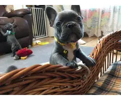 Lovely French Bulldog Puppy Looking 4 New Family - 2