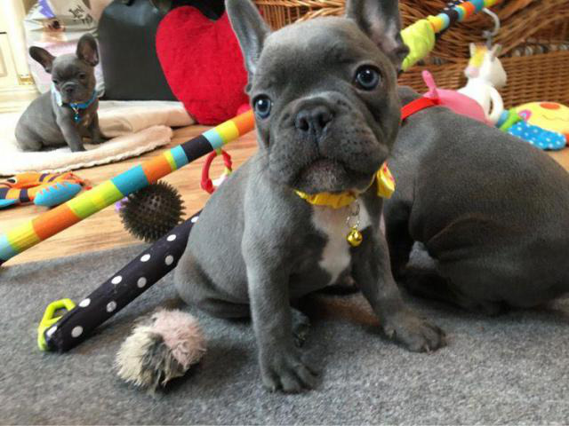 30 Are French Bulldogs Good With Kids Background