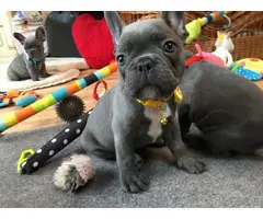 Lovely French Bulldog Puppy Looking 4 New Family - 3