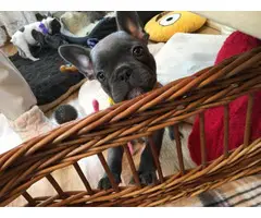Lovely French Bulldog Puppy Looking 4 New Family - 4