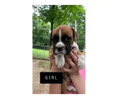 3 girls and 1 boy full-blooded Boxer puppies for re-homing - 1