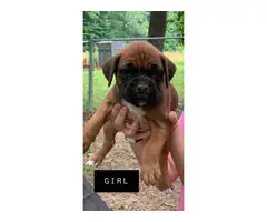3 girls and 1 boy full-blooded Boxer puppies for re-homing - 2