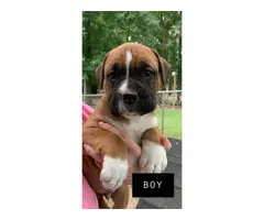 3 girls and 1 boy full-blooded Boxer puppies for re-homing - 3