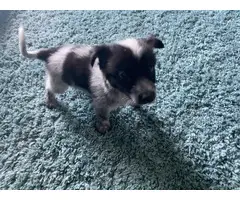 10 weeks old Jack Russell Collie puppy