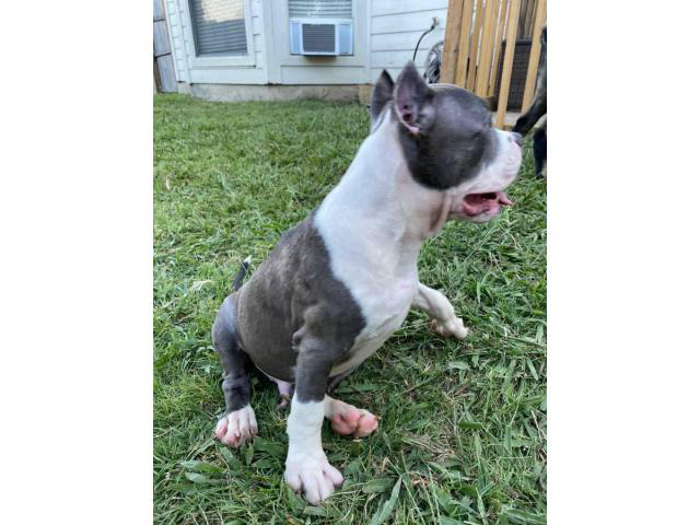 16 weeks old UKC registered Bulldog Arlington - Puppies for Sale Near Me