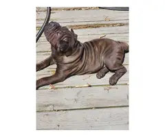 Rehoming male Shar-pei puppy - 6