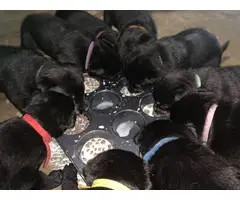 lab puppies for sale - 2