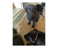 lab puppies for sale - 4