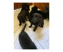 lab puppies for sale - 5