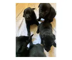 lab puppies for sale - 6