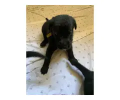 lab puppies for sale - 7