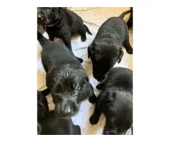 lab puppies for sale - 8