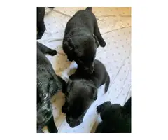 lab puppies for sale - 9