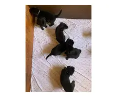 lab puppies for sale - 10
