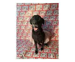 lab puppies for sale - 12