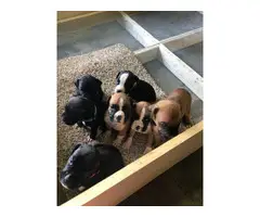 Fawn & brindle AKC registered boxer puppies