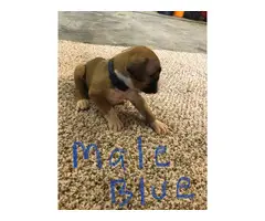 Fawn & brindle AKC registered boxer puppies - 3