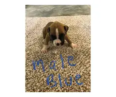 Fawn & brindle AKC registered boxer puppies - 4
