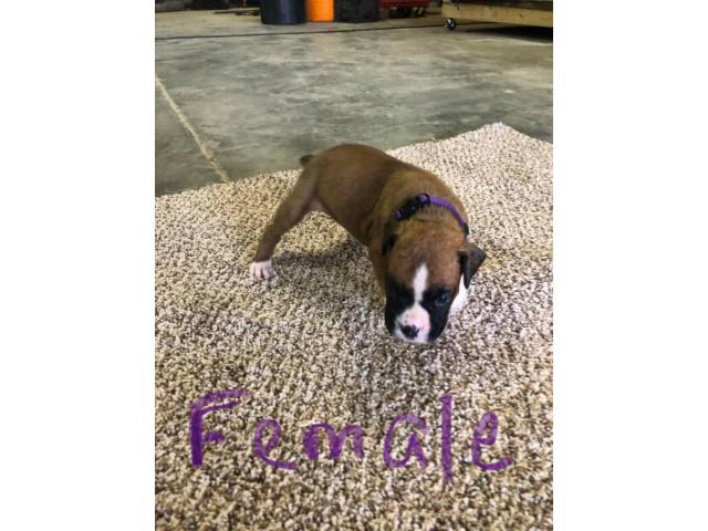 Fawn & brindle AKC registered boxer puppies in Nashville