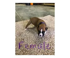 Fawn & brindle AKC registered boxer puppies - 9