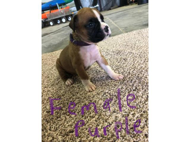 Fawn & brindle AKC registered boxer puppies in Nashville