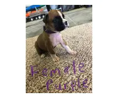 Fawn & brindle AKC registered boxer puppies - 10