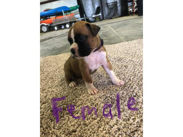 Fawn & brindle AKC registered boxer puppies in Nashville