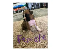 Fawn & brindle AKC registered boxer puppies - 11