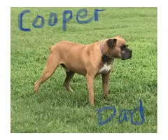 Fawn & brindle AKC registered boxer puppies - 15