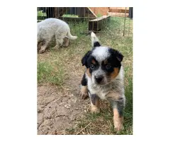 Texas Heeler puppies ready for their new homes