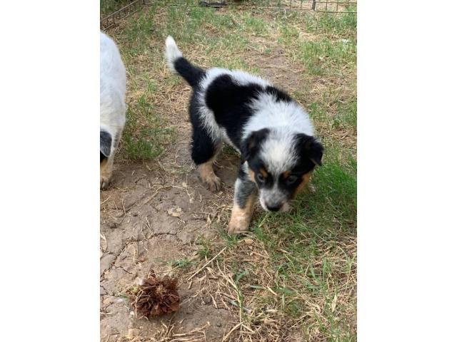 Texas Heeler puppies ready for their new homes Euless - Puppies for ...