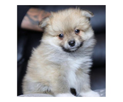 teddy bear pomeranian dog for sale