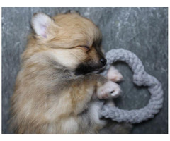 teddy bear pomeranians for sale near me