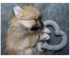 Teddy Bear Pomeranian Fur Babies - 3