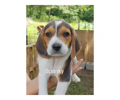 Ready to leave now Purebred Beagle Puppies