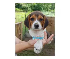Ready to leave now Purebred Beagle Puppies - 2
